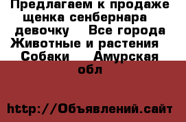 Предлагаем к продаже щенка сенбернара - девочку. - Все города Животные и растения » Собаки   . Амурская обл.